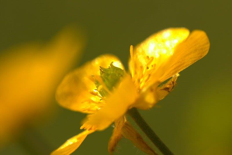 Blumen als Symbol für eine ganzheitliche, naturnahe Medizin